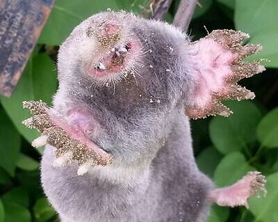 mole trapping